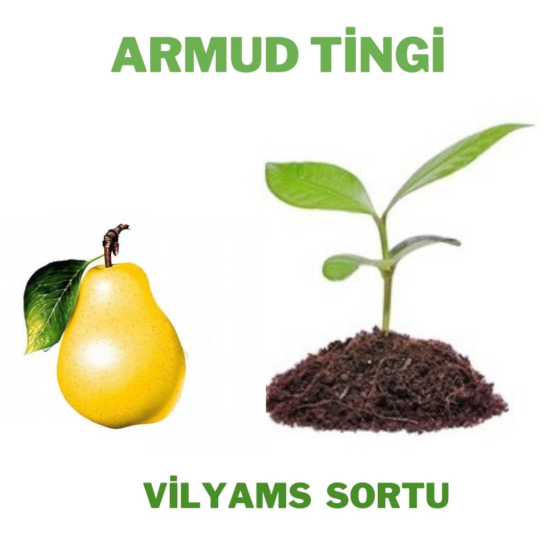 Armud