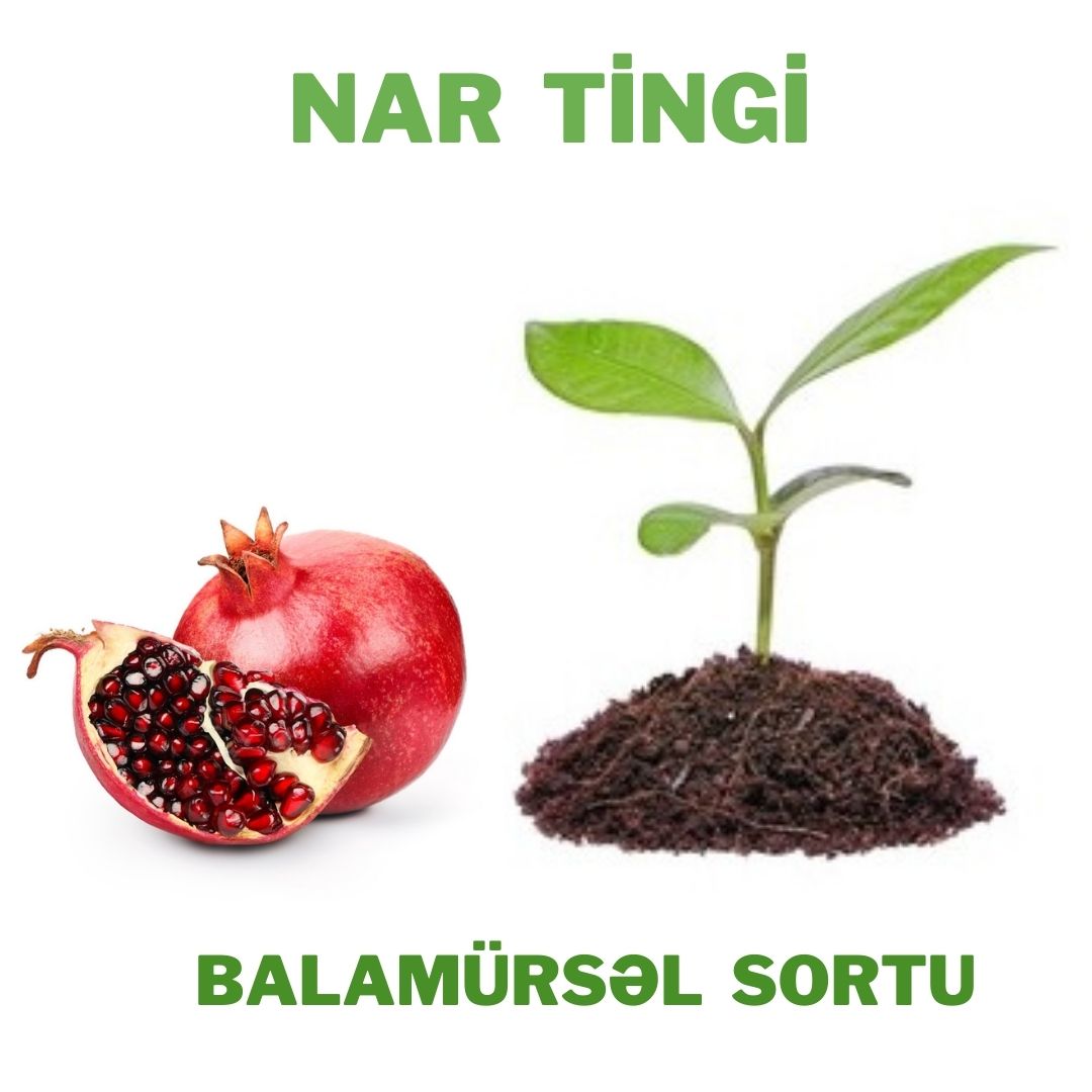 Nar