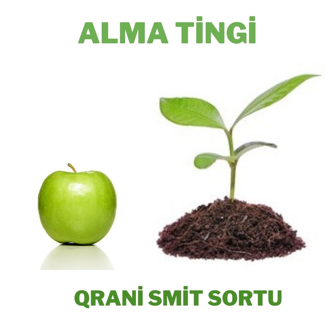 Alma