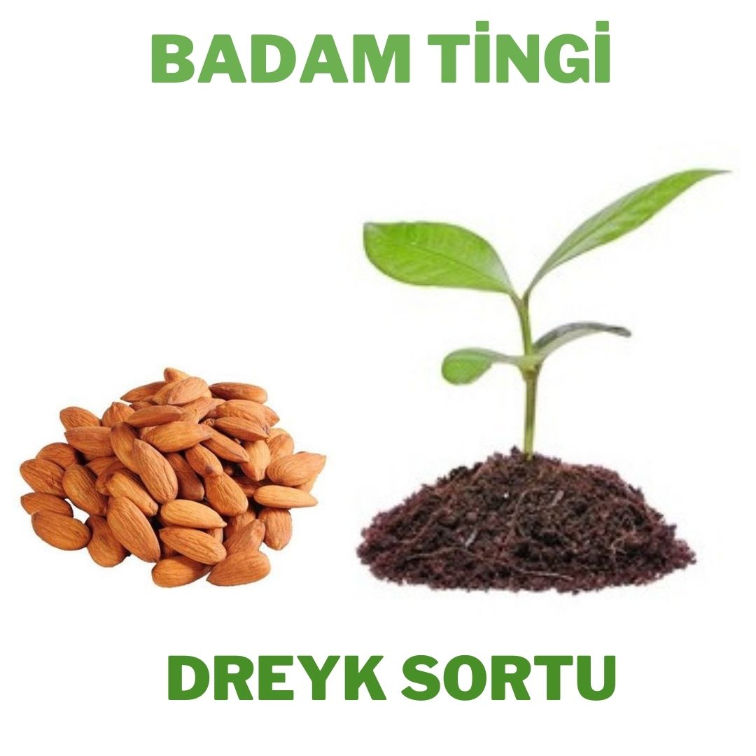 Badam
