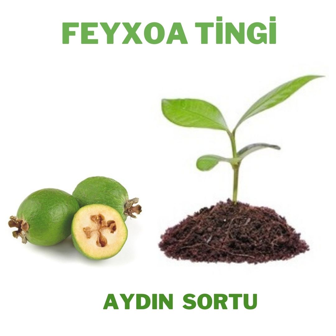 Feyxoa