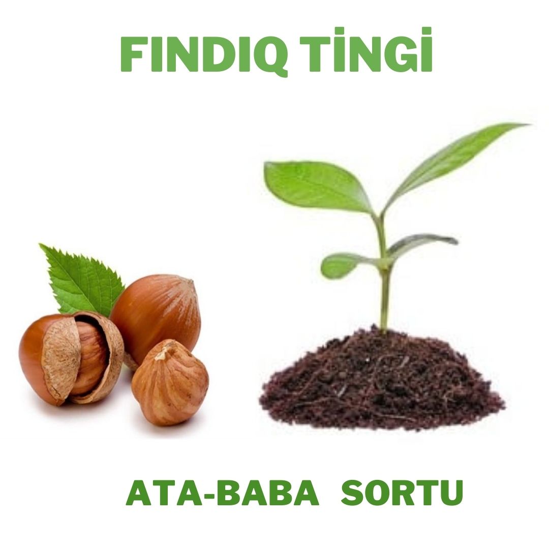 Fındıq