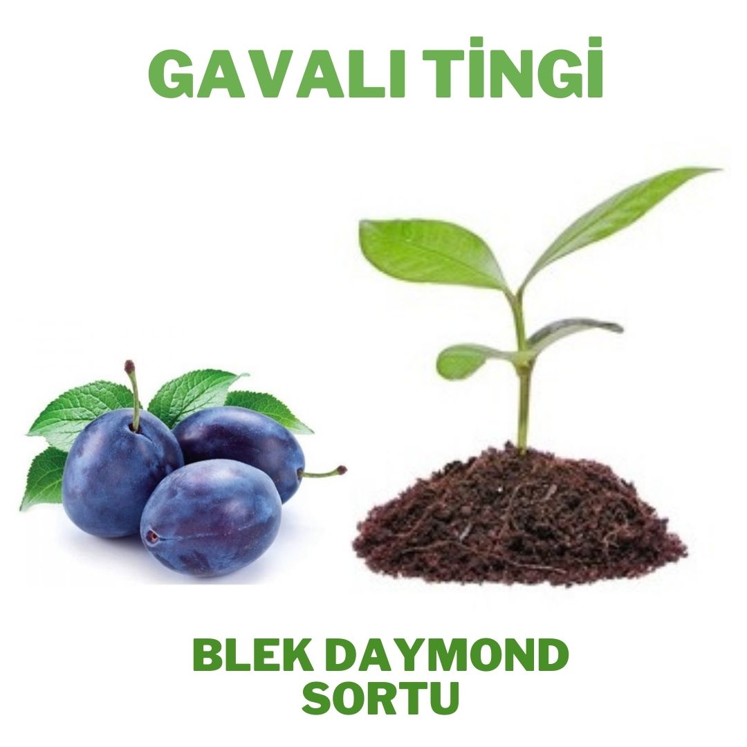 Gavalı