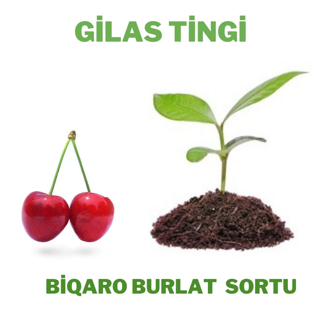 Gilas
