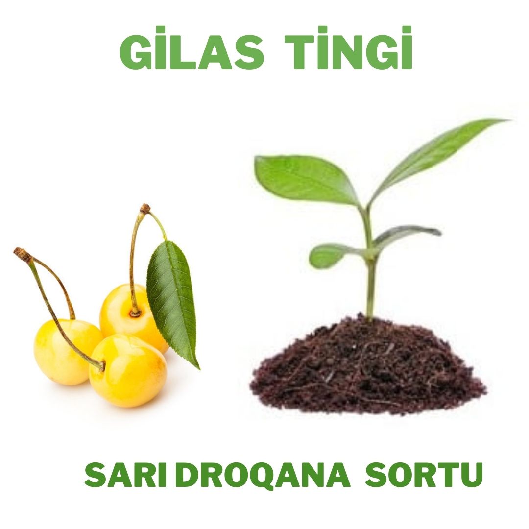 Gilas