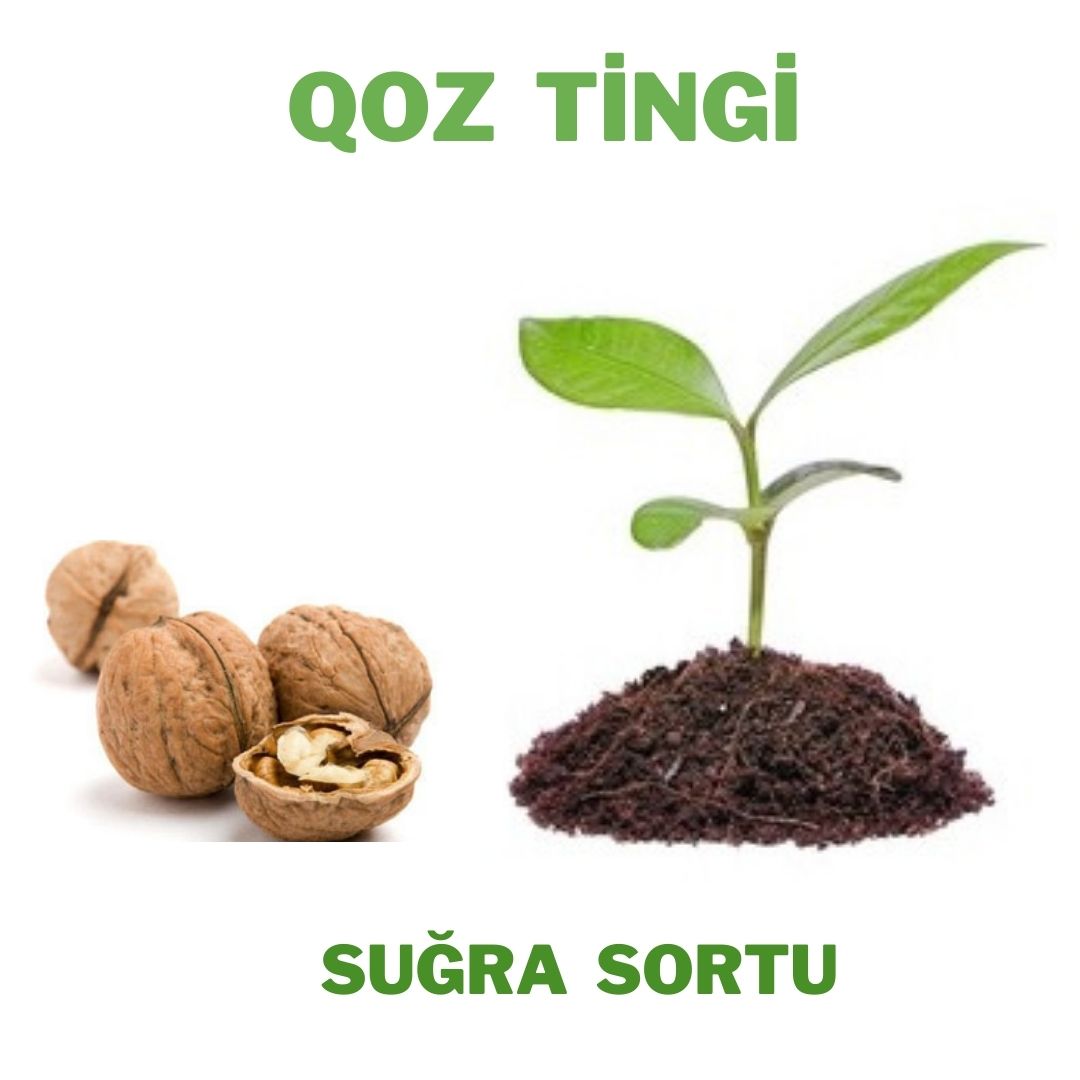 Qoz