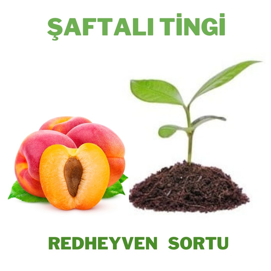 Şaftalı