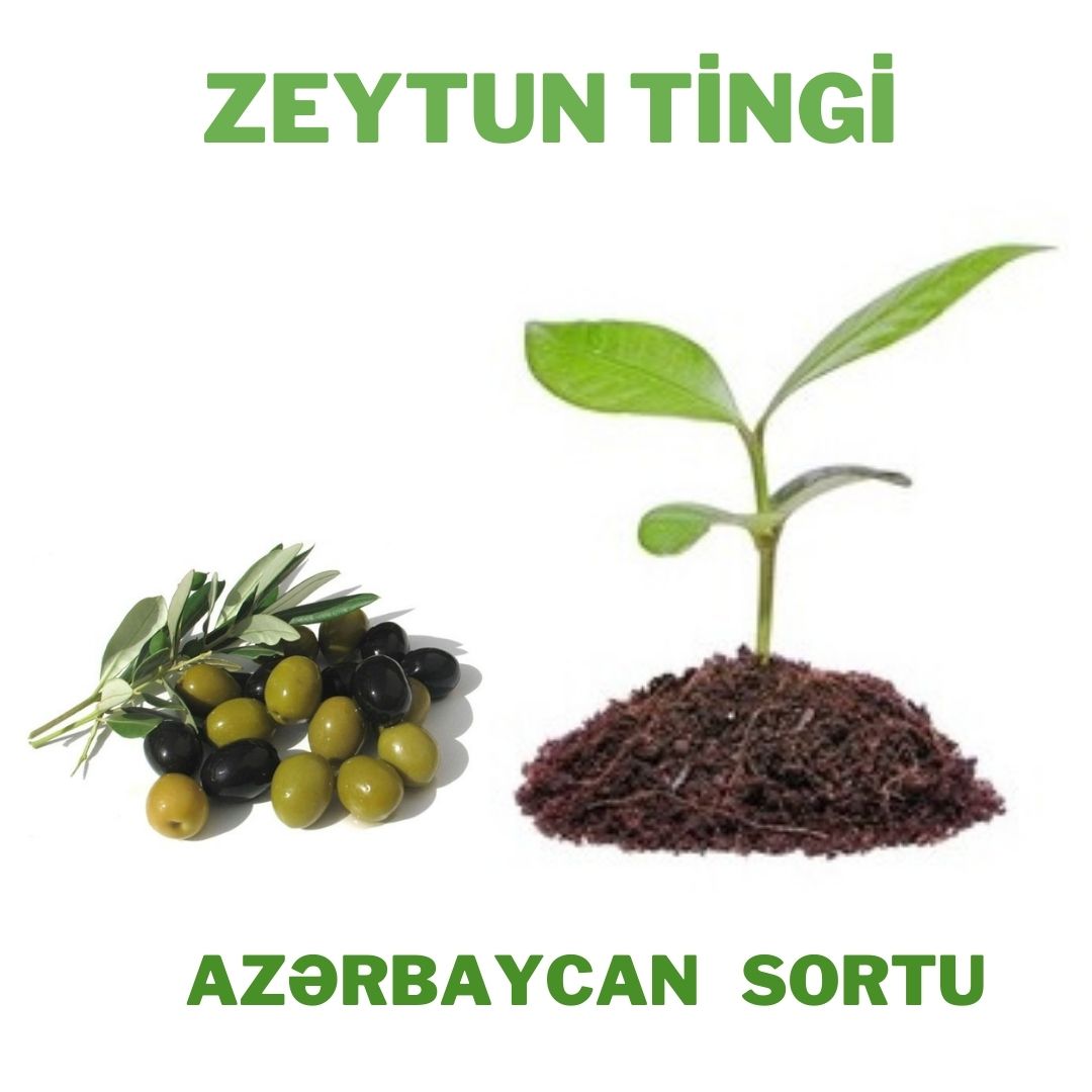 Zeytun