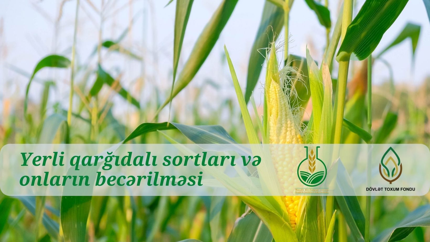 Yerli qarğıdalı sortları və onların becərilməsi