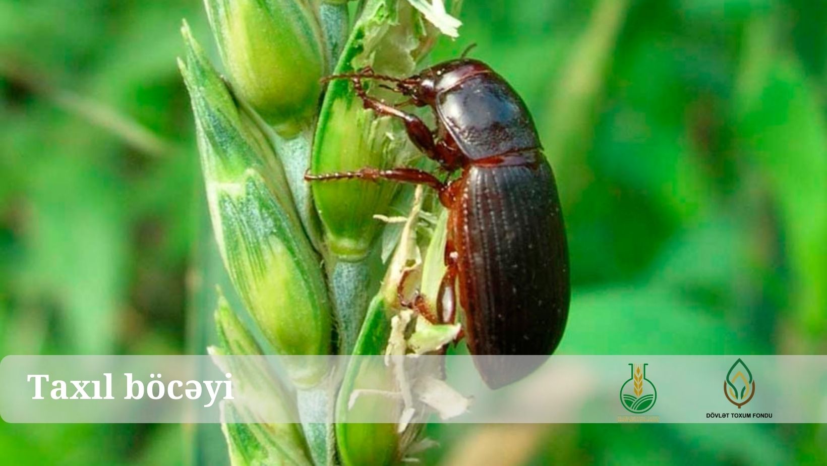 Taxıl  böcəyi 