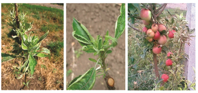 Bitkilərdə qeyri-infeksion xəstəliklər