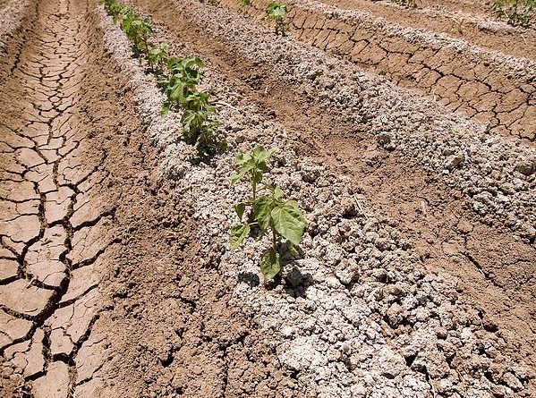 Şoran  torpaqlar və onların bitkilərə təsiri