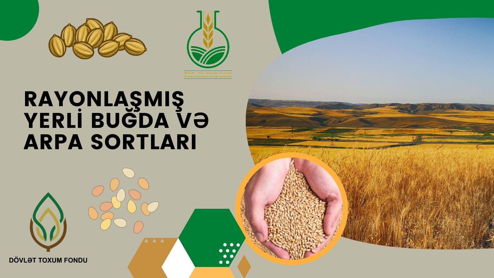Rayonlaşmış yerli buğda və arpa sortları