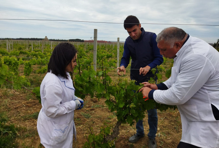 Üzümlüklərdə vaxtında yerinə yetirilən yaşıl əməliyyat yüksək keyfiyyətli və bol məhsulun alınmasını təmin edir