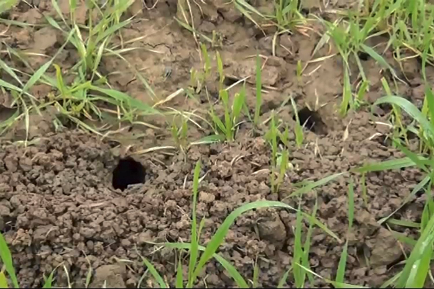 Taxıl sahələrində siçanabənzər gəmiricilərə qarşı mübarizə tədbirləri