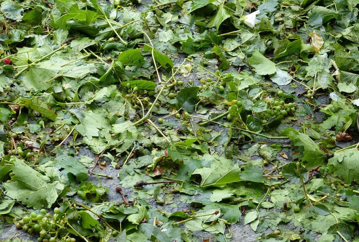 Üzümlükləri dolu vurmadan necə qorumalıyıq? 